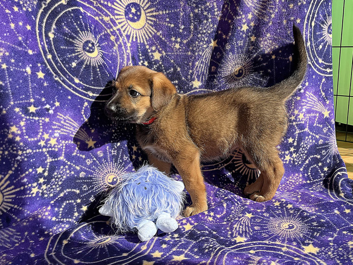 chinook puppy